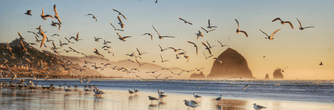Seagulls at a beach