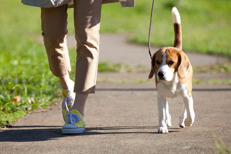 woman walking a dog