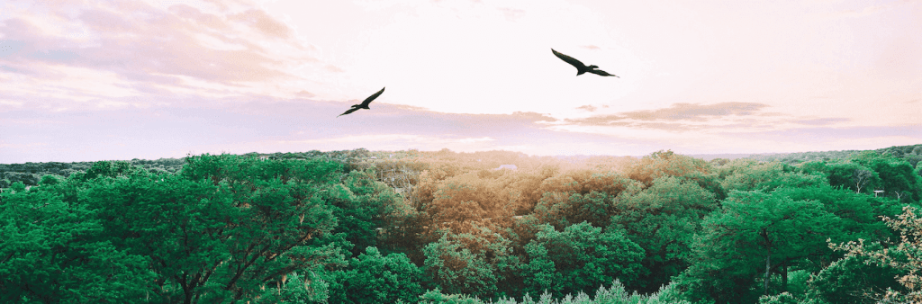 nature photo of birds flying over greenery