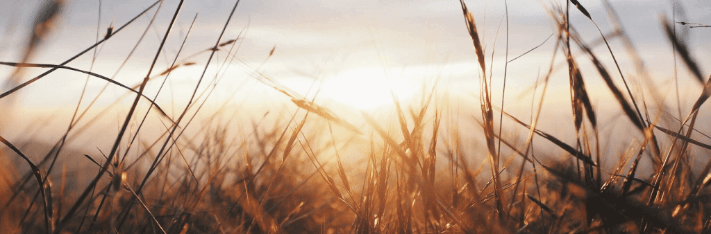 nature shot of grass in sunset