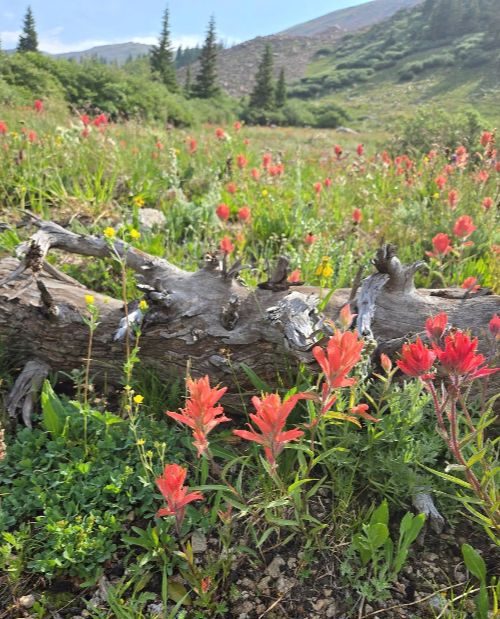 colorado wildflowers with mountains in the background