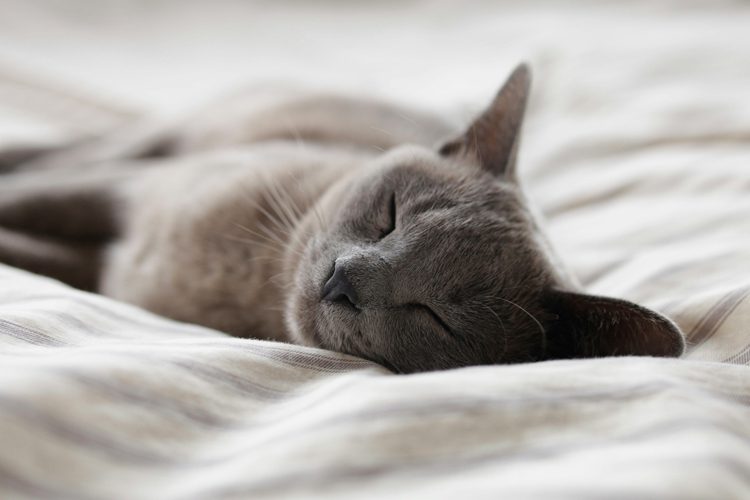 cat sleeping