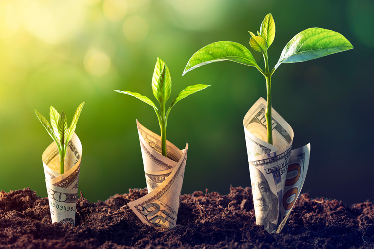 dollar bills planted in the grown growing leaves dollar bills planted in the grown growing leaves