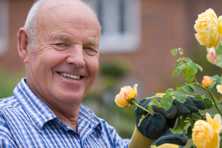 holly creek senior man gardening with rose bush holly creek senior man gardening with rose bush