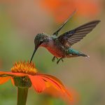 hummingbird
